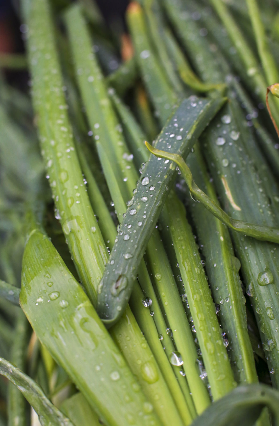 051119-qct-qca-farmers-market-004